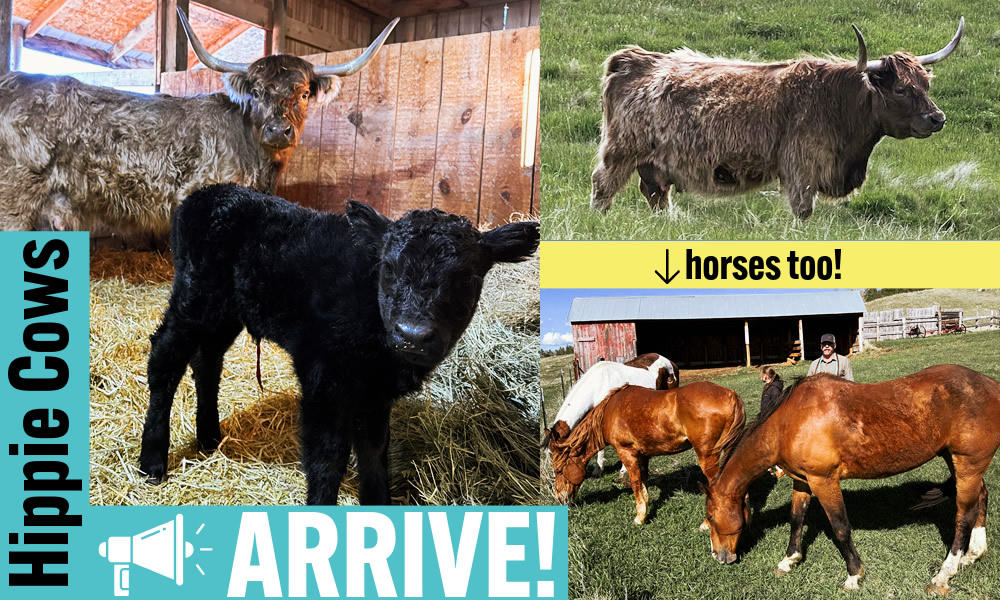 Highland Hippie Cows Arrive