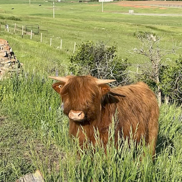 Angus the Highland bull