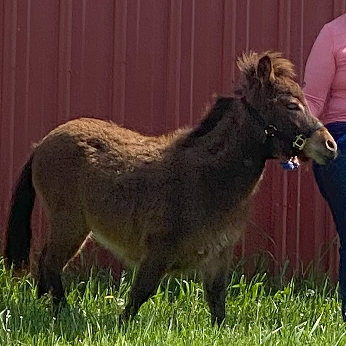 Bruno the mini-mule