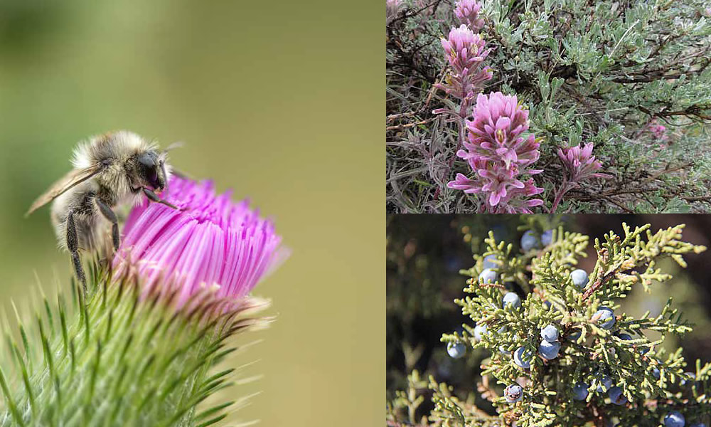 Native Plants in Sundance White Ranch Park